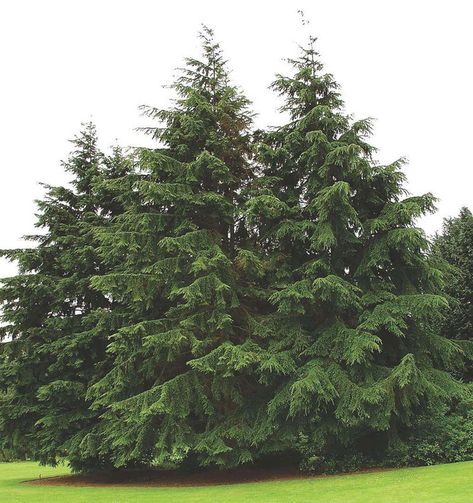 Canadian Hemlock Tsuga canadensis Description & Overview Gracefully pyramidal in youth, Canadian Hemlock becomes pendulously pyramidal and open with age. Light yellow-green spring growth changes to a lustrous dark green, with small graceful cones held on the branches. Cooler, moister sites are best for this tree. May also be known […] Eastern Hemlock Tree, Canadian Hemlock Trees, Tsuga Canadensis, Eastern Hemlock, Hemlock Tree, Canadian Hemlock, Evergreen Landscape, Spruce Tree, Conifer Trees