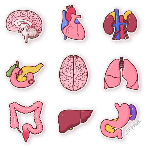 Anatomy Stickers Goodnotes, Gastrointestinal System Drawing, Biology Stickers Goodnotes, Anatomy Stickers, Digestive System Sticker, Organs Stickers, Human Body Printables, Medicine Illustration, Science Lab Decorations