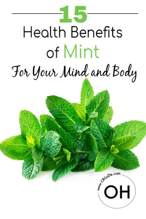 Mint Benefits Health, Mint Tea Benefits, Mint Leaves Benefits, Mint Benefits, Leaf Health, Natural Decongestant, Growing Mint, Mint Water, Mint Extract