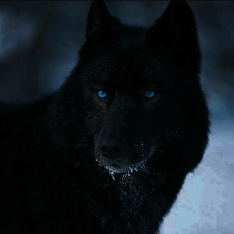 Black Wolf In Snow, Black Wolf Blue Eyes, Wolf Astethic, Black Wolf Aesthetic, Wolf With Blue Eyes, Howleen Wolf, Wolf Clothing, Wolf Decor, Werewolf Aesthetic