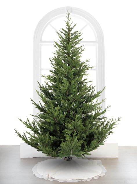 Our Norway Spruce intricately mimics the cultivated look of the natural forest, it is known for its beautiful realistic Christmas tree shape. The layered branch structure with forked outer tips creates an ideal backdrop for your favorite ornaments, while deep green foliage reflects the vibrant color of its namesake in Norway Spruce Tree, Christmas Palace, Realistic Christmas Trees, Christmas Tree Shape, Norway Spruce, Warm White Led Lights, Spruce Tree, O Holy Night, New Year Decor