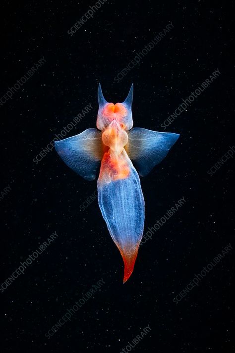 Common clione (Clione limacina). This is a sea angel, a type of sea slug. Cool Sea Creatures, Deep Sea Life, Sea Angel, Piskel Art, Deep Sea Creatures, Underwater Photographer, Beautiful Sea Creatures, Sea Slug, Underwater Creatures