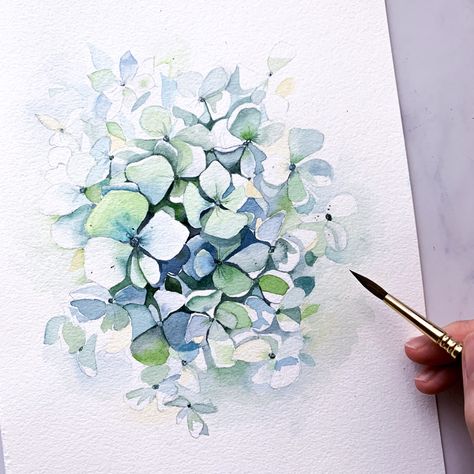 Watercolour Hydrangeas How To Paint, Hydrangeas Drawing Simple, Botanical Illustration Hydrangea, Hydrangea How To Draw, Drawing Of Hydrangea, How To Paint Watercolor Hydrangeas, Hydrangea Coloring Pages, Hydrangea Watercolour Painting, Watercolour Hydrangea Tutorial