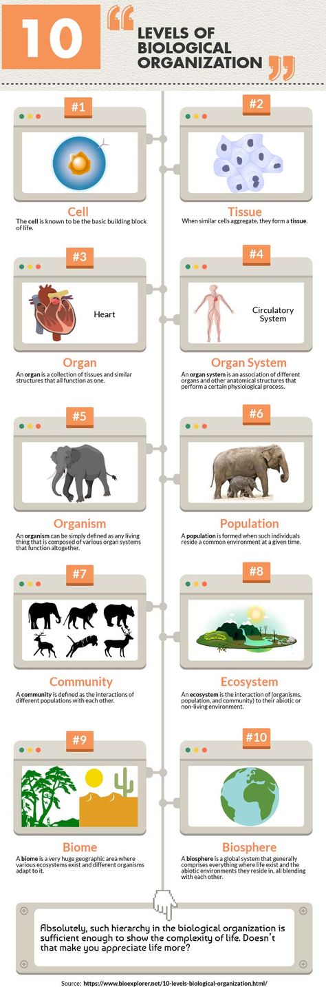 Levels of Biological Organization (Infographics) Organization Of Life Biology, Levels Of Organization Biology, Biological Organization, Levels Of Organization, Science Microscope, Studying Supplies, Solar System Worksheets, Cells Worksheet, Biology Worksheet