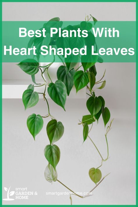 Discover stunning plants with heart-shaped leaves that add love and charm to your home. From the easy-to-care-for Heartleaf Philodendron to the vibrant String of Hearts, these plants are perfect for creating a warm, romantic space. Learn more with Smart Garden and Home. Heart Leaf Plant, Propagating Purple Heart Plant, Heart Shaped Plant, Heart Leaf Philodendron Propagation, Composting Methods, Creepers Plants, Philodendron Scandens, Heart Leaf Philodendron, Anthurium Plant