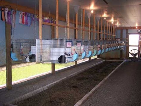 Hanging Rabbit Cages, Rabbit Barn Ideas, Rabbitry Ideas, Quail Farming, Rabbit Tips, Rex Rabbits, Rabbit Breeding, Rabbit Wire, Rabbit Information