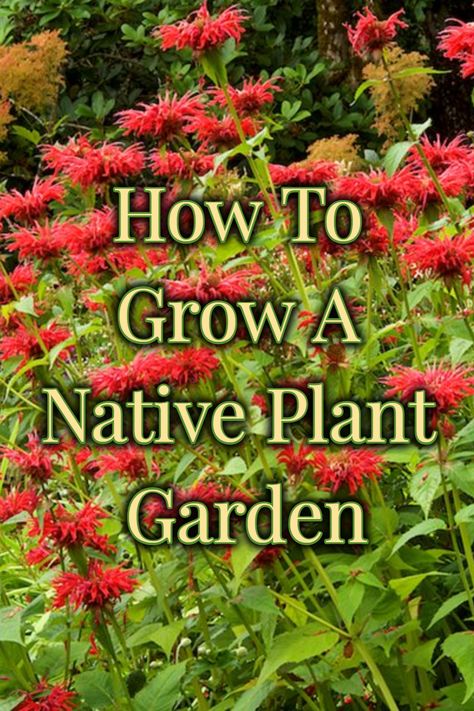 Bee balm plants in a native plant garden welcome pollinators. How To Plant A Native Garden, Native Plants Landscaping Nc, Virginia Native Plants Gardens, Washington Native Plants, Native Plants Landscaping, Native Plant Garden Design, Garden Redesign, Native Plant Garden, Garden Checklist