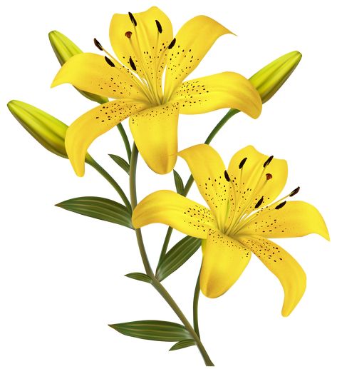 Yellow lilies clip art  3738x4083 Yellow Lily Flower, Yellow Lilies, Lilies Drawing, Lilly Flower, Lily Painting, Floral Branch, Floral Drawing, 수채화 그림, Vector Flowers