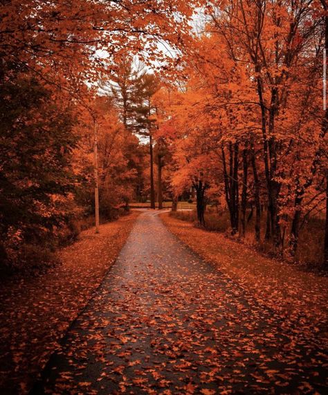 All The Leaves Are Brown, Autumn Halloween Aesthetic, October Vibes, Fall Lovers, Nature Autumn, Fall Vacations, Fall Getaways, Autumn Park, Scenic Photography