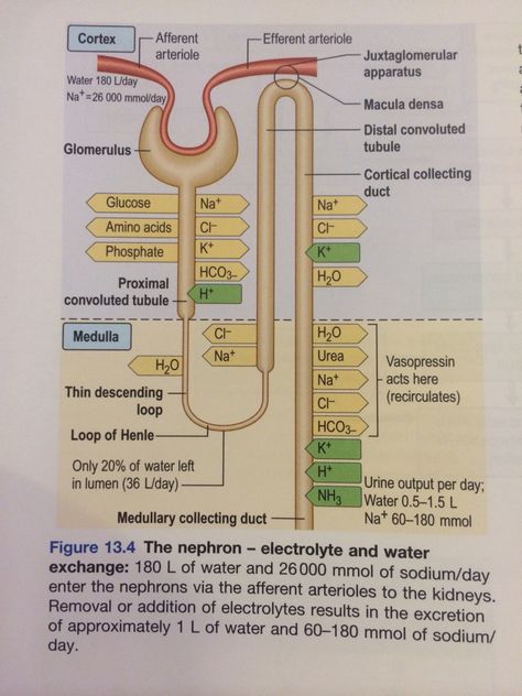 Nephron Diagram Easy, Nephron Anatomy, Renal Physiology, Learn Biology, Study Biology, Medical School Life, Basic Anatomy And Physiology, Nurse Study Notes, Nursing Student Tips