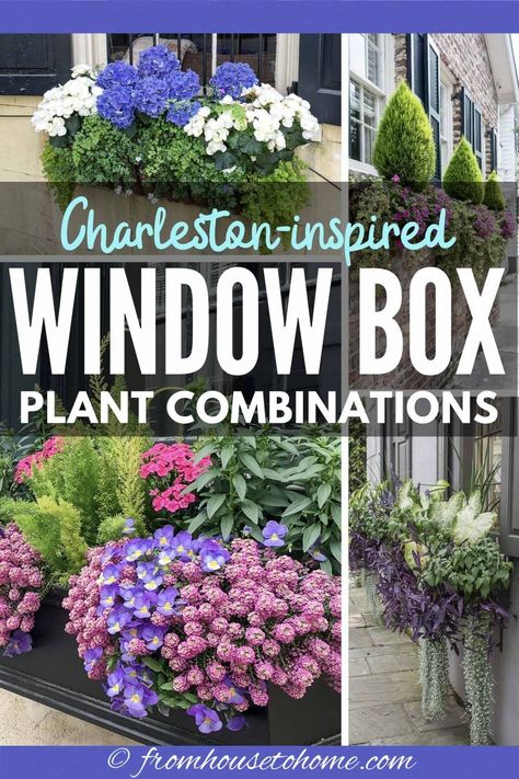 These ideas for window boxes are gorgeous! Whether you are planting them in full sun or shade, there are flower combinations that will work for you and look beautiful all summer long. #fromhousetohome #flowerboxes #garden #plants  #containers Green Mountain Boxwood, Flower Box Ideas, Impatiens Plant, Window Box Ideas, Gardening Tomatoes, Window Box Plants, Flower Combinations, Coral Bells Heuchera, Container Gardening Ideas