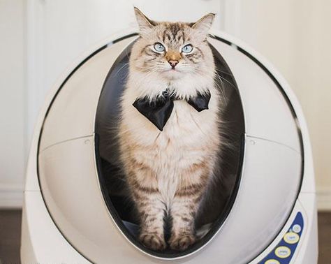 Cat Evolution, Porch Potty, Cat Pee Smell, Pee Smell, Automatic Litter Box, Litter Robot, Self Cleaning Litter Box, Best Cat Litter, Cleaning Litter Box