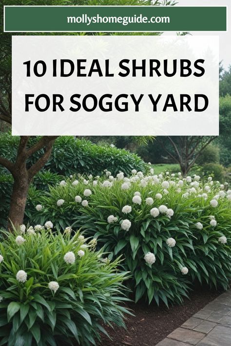 Discover the best shrubs for wet areas that will thrive in your garden with ease. If you're looking for plants that love moist soil, these water-loving shrubs are the perfect addition to your landscape. From ornamental varieties to those ideal for shady, wet yards, there's a wide selection of shrubs that grow beautifully in damp conditions. Explore the top picks of shrubs for wet soil and transform your outdoor space into a lush oasis. Shrubs To Plant In Fall, Plants That Soak Up A Lot Of Water, Shade Bushes Shrubs, Plants That Like Wet Soil, Plants For Wet Areas Backyards, Soggy Yard, Shady Backyard Ideas, Rain Garden Ideas, Purple Shrubs