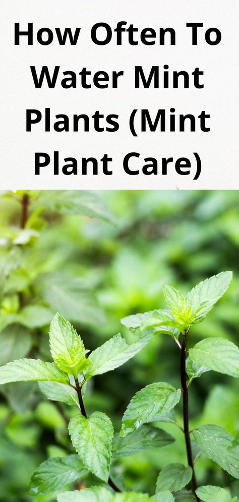 green mint plant Mint In Pots, Types Of Mint Plants, Mint Plant Care, Mint Plant, Mint Herb, Growing Mint, Garden Companion Planting, Mint Plants, Root Rot