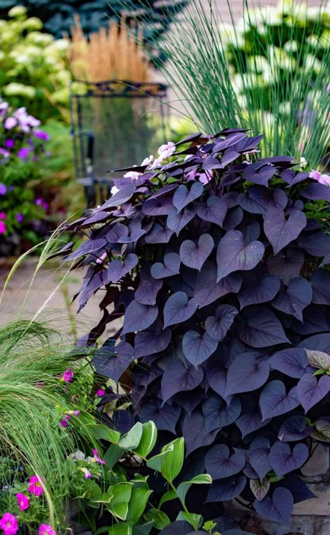 Black potato vine - Discover a touch of elegance with these captivating black plants for your garden. Learn the art of growing black plants effortlessly. These are a great fall plant ideas to pair with colorful plants to make a stunning plant combinations for your fall gardens. Choose Black flowers for your flower garden design. Potato Plant, Dreamy Backyard, Potted Plants Patio, Witchy Garden, Hanging Plants Outdoor, Florida Landscape, Garden 2023, Sweet Potato Vine, Goth Garden