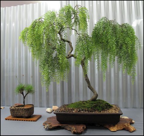 Weeping Willow Bonsai Tree Weeping Willow Bonsai, Willow Bonsai, Bonsai For Beginners, Ficus Bonsai, Bonsai Tree Types, Bonsai Tree Care, Indoor Bonsai Tree, Bonsai Soil, Weeping Willow Tree