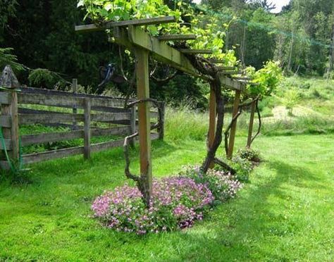 Creative DIY ideas for support climbing vegetables, plants and flowers | My desired home Passion Fruit Trellis Ideas, Backyard Vineyard, Grape Vine Trellis, Grape Arbor, Grape Trellis, Wooden Arbor, House Fence, Vine Trellis, Berry Garden