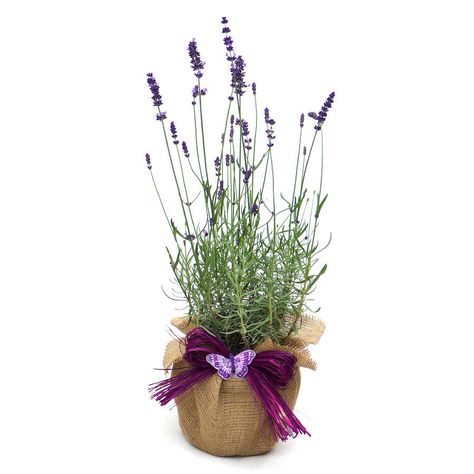 English Lavender Plant, Lavender Crafts, Lavender Gifts, Lavender Garden, Plant Gift, English Lavender, Outdoor Plant, Flower Stem, Christmas Scents