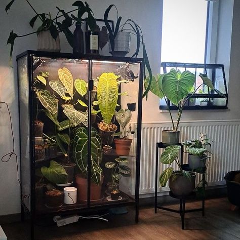 Plants In Cabinets, Ikea Terrarium Hack, Terrarium In Living Room, Ikea Shelf Greenhouse, Ikea Rudsta Plant Cabinet, Glass Cabinet For Plants, Fish Tank Greenhouse Diy, Ikea Green House Cabinet, Plant Humidity Cabinet