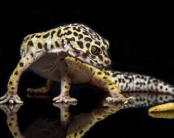 Spotted Gecko, Lizard Photo, Cute Gecko, Leopard Geckos, Cute Reptiles, Reptile Snakes, Leopard Gecko, Jurassic Park World, Fantasy Monster