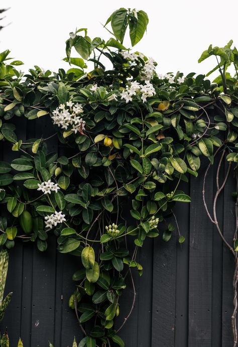 Madagascan Jasmine, Madagascar Jasmine, Vine Fence, Jasmine Vine, Black Fence, Jasmine Plant, Landscape Construction, Baby Grow, Home Landscaping