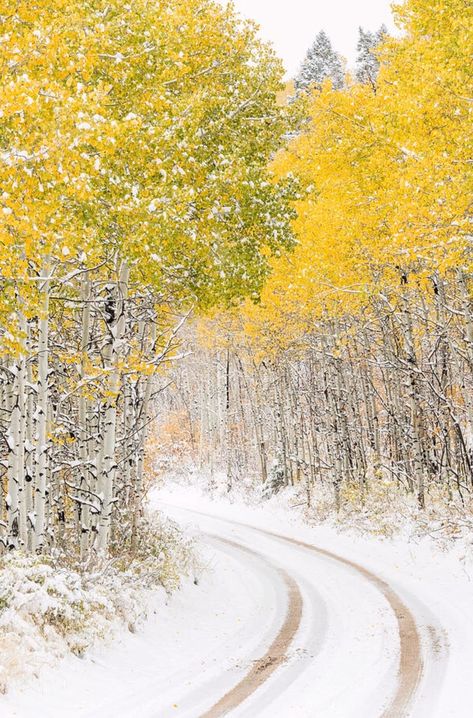 Colorado Aesthetic Winter, Autumn Snow, Colorado Aesthetic, Christmas Widgets, Yellow Christmas, Pastel Turquoise, Winter Gold, Green Chartreuse, Colors Black And White