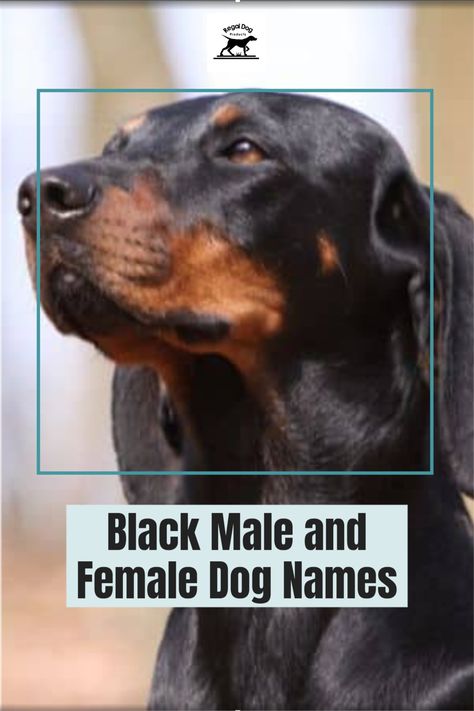 There is something about black and tan dog names that just seems so interesting. Maybe it’s the fact that they are a mix of two very distinct colors, or maybe it’s because they always seem to stand out from the crowd. Whatever it is, black and tan dog names are definitely unique. In this blog post, we will take a look at the most interesting black and tan dog names. Strong Dog Names Male, Unique Dog Names Boy, Names For Male Dogs, Male Dog Names Unique, Strong Dog Names, Brown Dog Names, Big Dog Names, Black Dog Names, Male Dog Names