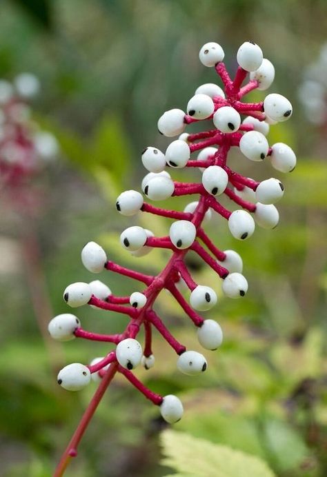 Uncover nature's uniqueness and take a look at these amazing and quirky Plants That Look Like Human Body Parts! Weird Flowers, Plant Inspiration, Human Spine, Weird Plants, Plant Journal, Human Body Parts, Flower Meanings, Unusual Plants, Nature Study