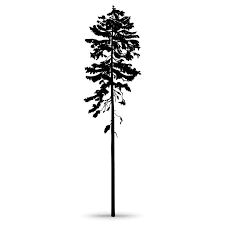 Redwood Tree Drawing, Forest Silhouette, Redwood Tree, Redwood Forest, Tree Silhouette, Tree Drawing, Comic Styles, Manga Drawing, Motion Design