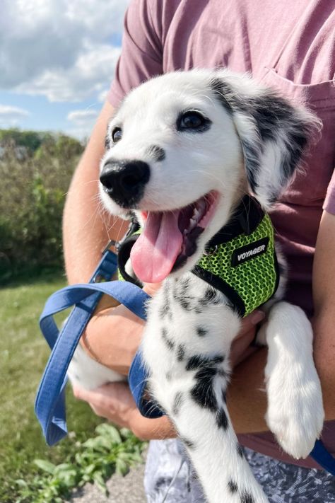 Dalmatian Lab Mix Dogs, Pitbull Dalmatian Mix Puppies, Long Coat Dalmatian Puppy, Fluffy Dalmatian, Long Haired Dalmatian Puppy, Dalmatian Mix, Cute Puppy Names, Every Dog Breed, Dalmatian Puppy