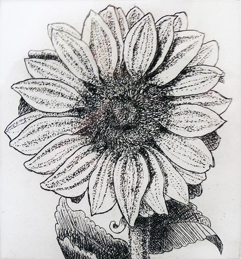 Stephanie Scott, Stippling Art, Walnut Creek, Stippling, Ink Illustrations, Beautiful Morning, Rembrandt, Botanical Print, Original Drawing