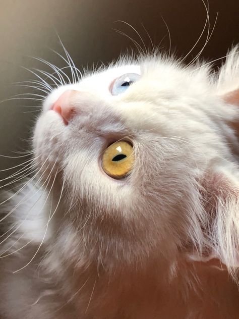 #cats #heterochromia #aesthetic #photography #white #elgato #wallpaper #catlovers White Cat Heterochromia, Heterochromia Aesthetic, Heterochromia Eyes Aesthetic, Cat Heterochromia, Heterochromia Iridum, Heterochromia Eyes, Therian Stuff, Male Oc, Blonde Cat