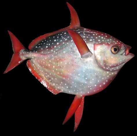 Opah Fish, Remora Fish, Pacu Fish, Arapaima Fish, Lion Fish Photography, Fish Mounts, Trophy Fish, Marine Fish, Cool Pictures Of Nature