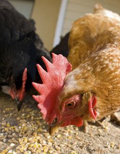 Providing your chicken with good, nutritious food will ensure that your bird is best able to... Chicken Flock, Best Egg Laying Chickens, Meat Birds, Egg Laying Chickens, Chicken Owner, Poultry Supplies, Urban Chickens, Poultry Feed, Healthy Meats