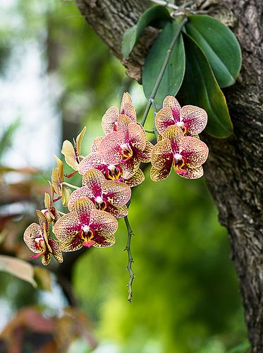 Orchid growing on the tree....nature Orchid Growing, Repotting Orchids, Orchid Photography, Orchid Tree, Orchid Photo, Growing Orchids, Moth Orchid, Exotic Orchids, Orchids Garden