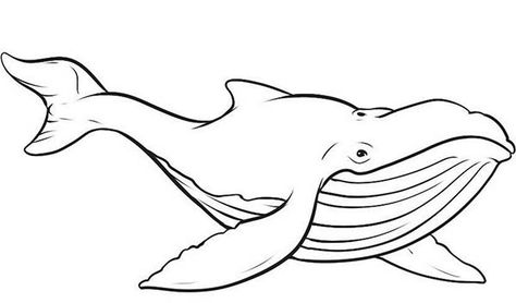 Picture of Blue Whale Coloring Page Whale Coloring, Big Blue Whale, Whale Pictures, Whale Coloring Pages, Whale Drawing, Cartoon Sea Animals, Cartoon Whale, Family Coloring Pages, Whale Blue