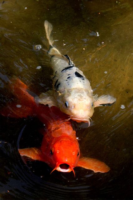 Koi Fish In Water, Aesthetic Fishing, Koi Swimming, Karp Koi, Fish Tank Ideas, Fish Aesthetic, Koi Fish Swimming, Swimming In The Pool, Fish Tank Themes