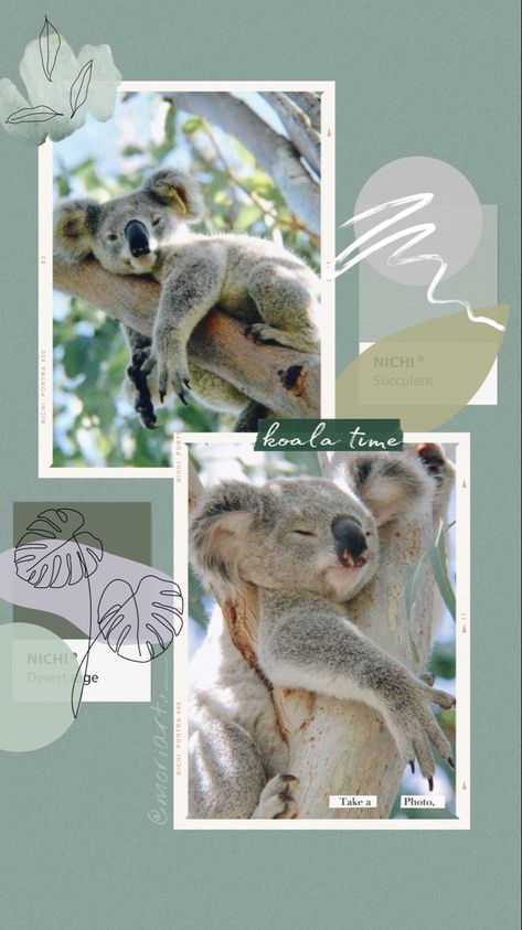 Wallpapers #instagram #wallpaper #aesthetic #koala #green #красота #animals #jungle #loveyourself Animals Jungle, Instagram Wallpaper, Wallpaper Aesthetic, Koala, Wallpapers, Green, Animals, Instagram