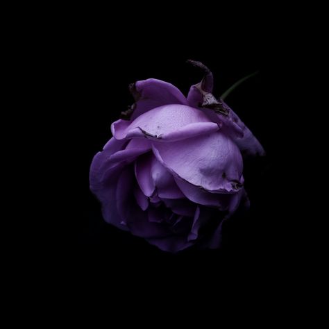 Purple Rose Aesthetic, Ashes Aesthetic, Light Purple Wallpaper, Rose Aesthetic, Violet Aesthetic, Rose Dark, Purple Plants, Lavender Aesthetic, Aesthetic Roses