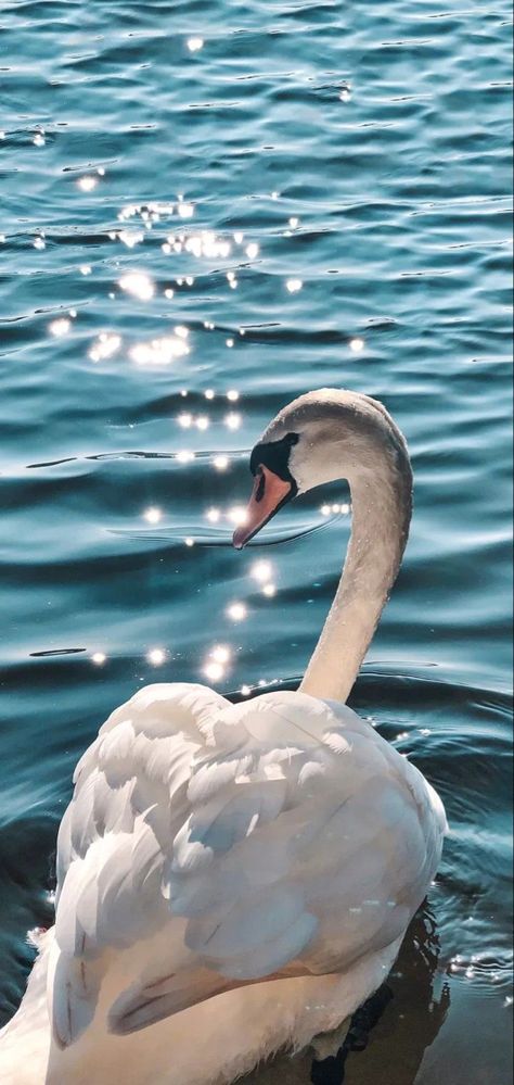 Swan Pictures, Swan Wallpaper, Mute Swan, Unicorn Wallpaper, All Animals, White Swan, Ethereal Art, Pics Art, Nature Aesthetic