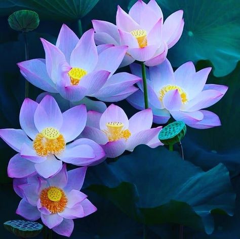 Lotus Flower Painting, Lotus Flower Pictures, Lily Lotus, Lotus Blossom, Pink Lotus, Lotus Flowers, The Pond, Bougainvillea, Water Flowers