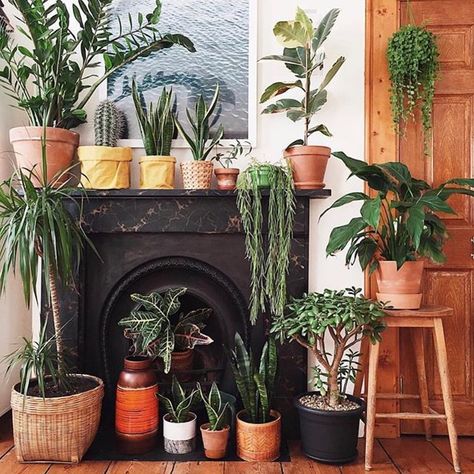 Fireplace Plants, Desk Green, Indoor Gardening Ideas, Fake Fireplace, Green Desk, Plant Mama, Flat Decor, Home Plants, Fireplace Hearth