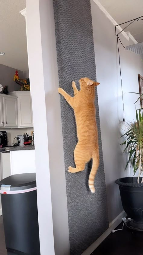 How Curt made this “Wrapped carpet around plywood and stapled the carpet to the plywood. Then attached the plywood with the carpet already… | Instagram Katt Diy, Cat Room Decor, Cat Climbing Wall, Katt Grejer, Cat Patio, Cat Wall Furniture, Cat House Diy, Cats Diy Projects, Cat Playground