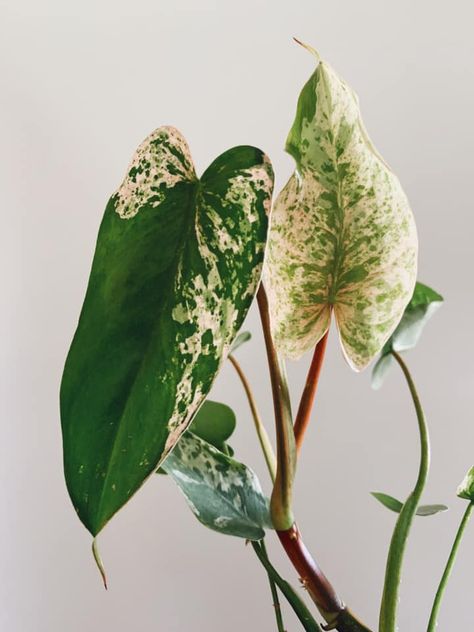 Screen Plants, Epipremnum Pinnatum, Plant Goals, Philodendron Plant, Philodendron Monstera, Inside Plants, White Plants, Variegated Plants, Plant Identification