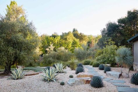 Chic California Backyard With Bold Colors and Entertaining Spaces | Christian Douglas Design | HGTV Drought Resistant Landscaping, California Backyard, Drought Resistant Plants, Drought Tolerant Garden, Drought Tolerant Landscape, Mediterranean Plants, Mediterranean Landscaping, California Garden, Dry Garden