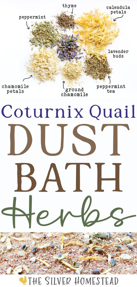 a blend of dried chamomile, calendula, lavender bud, thyme and peppermint flowers and herbs on a white background with text that reads coturnix quail dust bath nesting herbs recipe Quail Dust Bath, Natural Quail Habitat, Quail Enclosure, Quail Coop Ideas Diy, Backyard Quail, Quail Raising, Diy Coop, Quail Pen, Coturnix Quail