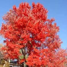 This Red Sunset Maple is a beautiul shade tree between my yard and my neighbors. We both enjoy it. Red Sunset Maple, Backyard Landscapes, Red Maple Tree, Eastern Redbud, Red Sunset, Ornamental Trees, Shade Trees, Maple Tree, Deciduous Trees