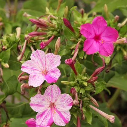 How to Plant and Grow Four o'clock flower(Mirabilis jalapa) Mirabilis Jalapa, Common Garden Plants, Dianthus Caryophyllus, Types Of Hydrangeas, Bigleaf Hydrangea, Kalanchoe Blossfeldiana, Bulbous Plants, Clock Flower, Perennial Bulbs