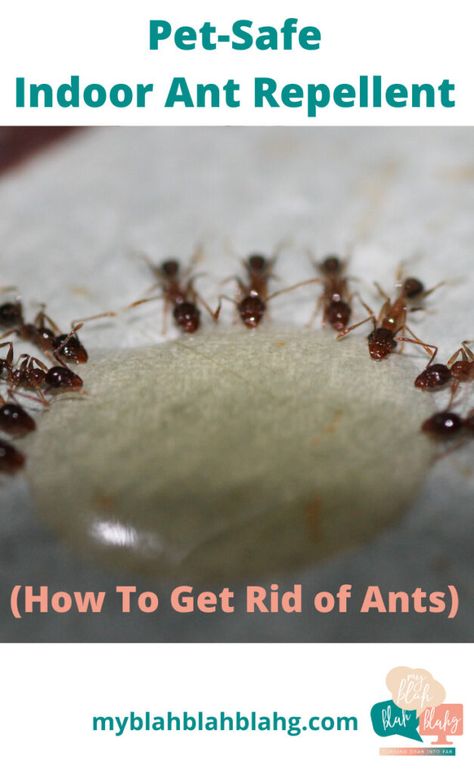 Indoor Ant Repellent: How To Get Rid Of Ants Indoors- Kid safe, Natural, Pet Safe, Tips and Trick- My Blah Blah Blahg Stink Bug Repellent, Ants Repellent Diy, Ant Remedies, Ant Killer Recipe, Repellent Diy, Ant Spray, Ant Repellent, Bug Spray Recipe, Ants In House