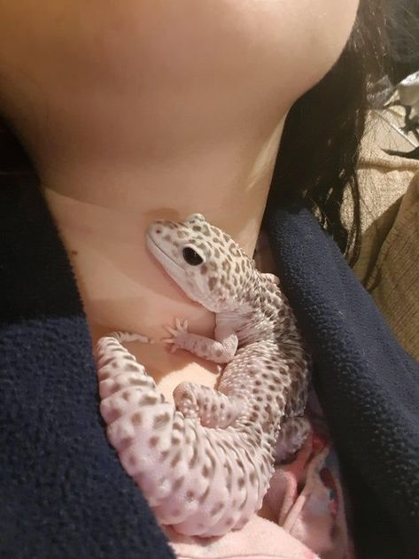 Leapord Gecko Cute, Fancy Leopard Gecko, Cute Geckos, Leperd Gecko, Leopard Gecko Smile, Snow Leopard Gecko, Cute Leopard Gecko, Gecko Pet, Pet Gecko